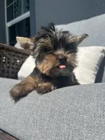 Tiny beautiful teddy bear yorkie , a female Yorkshire Terrier for sale in Kissimmee, FL – 3 of 5
