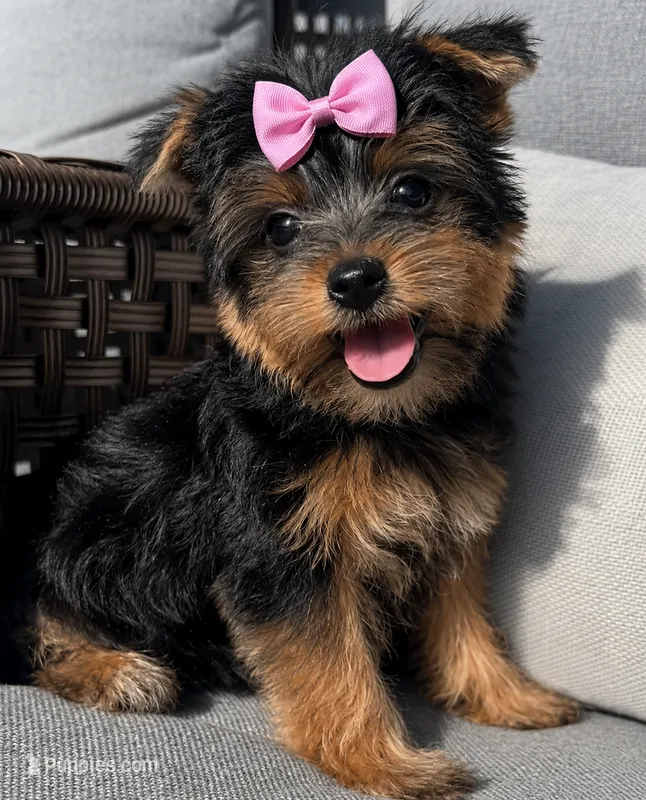 Beautiful little miss diva – Yorkshire Terrier puppy for sale in Kissimmee, FL