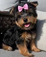 Beautiful little miss diva, a female Yorkshire Terrier for sale in Kissimmee, FL – 1 of 2
