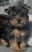 Yorkie Girl Ready for Her Forever Home 💖, a female Yorkshire Terrier for sale in Kissimmee, FL – 7 of 7