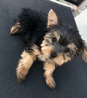 Tiny Yorkie Girl Ready for Her Forever Home, a female Yorkshire Terrier for sale in Kissimmee, FL – 2 of 2