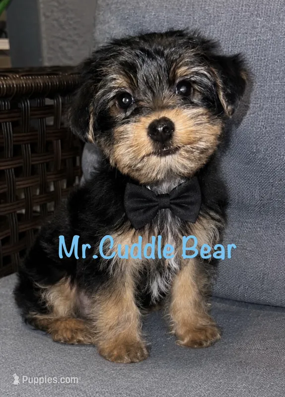 Mr.Cuddle bear male yorkie – Yorkshire Terrier puppy for sale in Kissimmee, FL