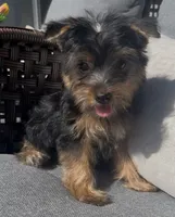 Yorkie Girl Ready for Her Forever Home 💖, a female Yorkshire Terrier for sale in Kissimmee, FL – 6 of 7