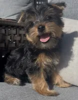 Yorkie Girl Ready for Her Forever Home 💖, a female Yorkshire Terrier for sale in Kissimmee, FL – 4 of 7