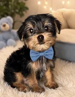 Tiny Teddy Bear Yorkie Boy • 12 Weeks • Ready Now • Kissimmee FL, a male Yorkshire Terrier for sale in Kissimmee, FL – 1 of 1