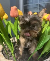 Tiny beautiful teddy bear yorkie , a female Yorkshire Terrier for sale in Kissimmee, FL – 2 of 5