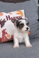 Tiny Parti Yorkie , a female Yorkshire Terrier for sale in Kissimmee, FL – 4 of 5