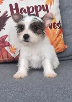 Tiny Parti Yorkie , a female Yorkshire Terrier for sale in Kissimmee, FL – 1 of 5