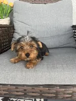Adorable Tiny female Yorkie, a female Yorkshire Terrier for sale in Kissimmee, FL – 4 of 7