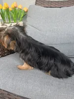 Adorable Tiny female Yorkie, a female Yorkshire Terrier for sale in Kissimmee, FL – 5 of 7