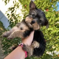 Tiny Yorkie Girl Ready for Her Forever Home, a female Yorkshire Terrier for sale in Kissimmee, FL – 1 of 2