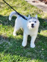 Balto, a male Siberian Husky for sale in Kansas City, MO – Photo 6 of 7