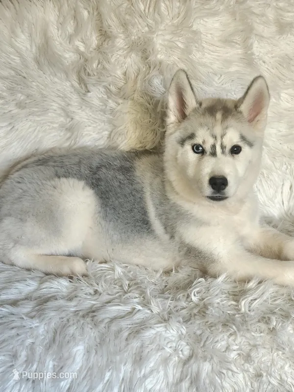 Balto – Siberian Husky puppy for sale in Kansas City, MO