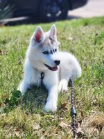 Balto, a male Siberian Husky for sale in Kansas City, MO – Photo 7 of 7