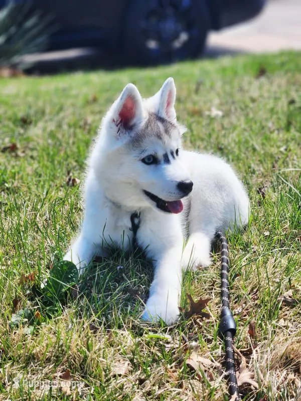 Balto – Siberian Husky puppy for sale in Kansas City, MO
