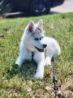 Balto, a male Siberian Husky for sale in Kansas City, MO – Photo 1 of 7