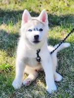 Balto, a male Siberian Husky for sale in Kansas City, MO – Photo 4 of 7