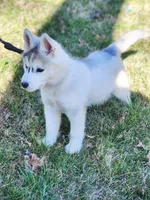Balto, a male Siberian Husky for sale in Kansas City, MO – Photo 2 of 7