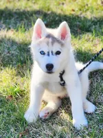 Balto, a male Siberian Husky for sale in Kansas City, MO – Photo 3 of 7