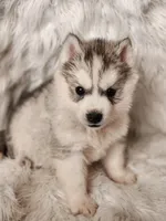 Thor, a male Siberian Husky for sale in Kansas City, MO – Photo 5 of 6