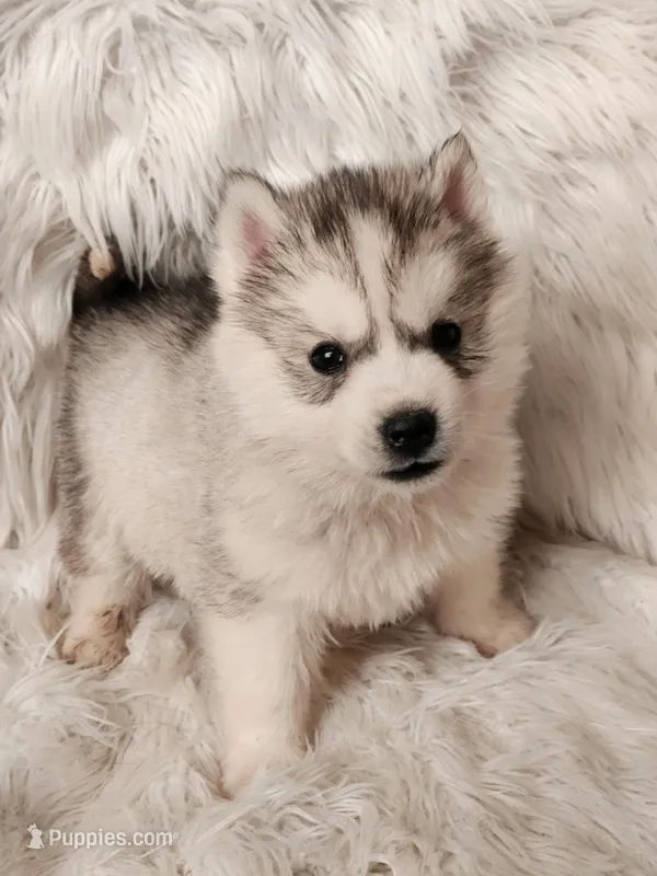 Thor, a male Siberian Husky for sale in Kansas City, MO – Photo 1 of 6