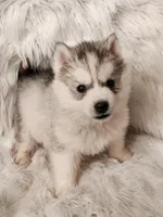 Thor, a male Siberian Husky for sale in Kansas City, MO – Photo 1 of 6