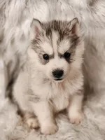 Thor, a male Siberian Husky for sale in Kansas City, MO – Photo 6 of 6