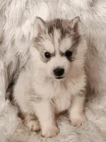 Thor, a male Siberian Husky for sale in Kansas City, MO – Photo 4 of 6