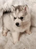 Thor, a male Siberian Husky for sale in Kansas City, MO – Photo 2 of 6