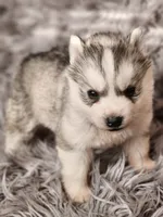 processed/bb037f20-14ce-4c85-8684-e09d2917ae42/listing/e690bd0f-15f4-4f3c-a4a3-33e4b1cbe4b8/3891666c-8ae6-43ea-8140-0b5a210c45e0