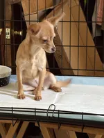 Sophee, a female Chihuahua for sale in Lorain, OH – Photo 4 of 5