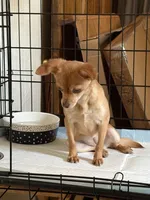 Sophee, a female Chihuahua for sale in Lorain, OH – Photo 2 of 5