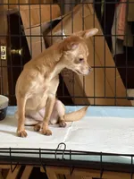 Sophee, a female Chihuahua for sale in Lorain, OH – Photo 3 of 5