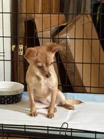 Sophee, a female Chihuahua for sale in Lorain, OH – Photo 5 of 5