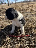 Mr. Good, a male English Springer Spaniel for sale in Rock Valley, IA – Photo 2 of 3