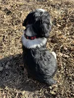 Mr. Good, a male English Springer Spaniel for sale in Rock Valley, IA – Photo 3 of 3