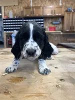 Daisy, a female English Springer Spaniel for sale in Rock Valley, IA – Photo 5 of 6