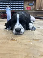 Daisy, a female English Springer Spaniel for sale in Rock Valley, IA – Photo 2 of 6