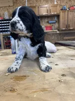 Daisy, a female English Springer Spaniel for sale in Rock Valley, IA – Photo 4 of 6