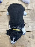 Daisy, a female English Springer Spaniel for sale in Rock Valley, IA – Photo 6 of 6