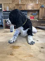 Daisy, a female English Springer Spaniel for sale in Rock Valley, IA – Photo 3 of 6