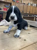 Daisy, a female English Springer Spaniel for sale in Rock Valley, IA – Photo 1 of 6