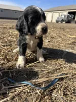 Milky Way, a male English Springer Spaniel for sale in Rock Valley, IA – Photo 1 of 3
