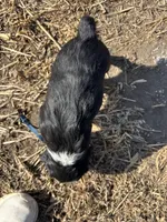 Milky Way, a male English Springer Spaniel for sale in Rock Valley, IA – Photo 2 of 3