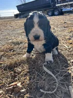 Rolo, a male English Springer Spaniel for sale in Rock Valley, IA – Photo 2 of 3