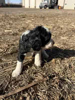 Whopper, a male English Springer Spaniel for sale in Rock Valley, IA – Photo 2 of 3