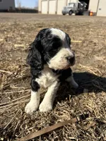 Whopper, a male English Springer Spaniel for sale in Rock Valley, IA – Photo 1 of 3