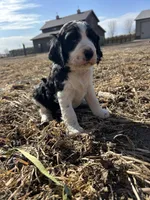 Milk Dud, a male English Springer Spaniel for sale in Rock Valley, IA – Photo 1 of 3