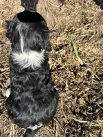 Milk Dud, a male English Springer Spaniel for sale in Rock Valley, IA – Photo 3 of 3