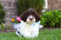 Charlie, a male Portuguese Water Dog for sale in Baltic, OH – 6 of 7